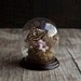 Glass Display Cloche with Butterfly Specimen Curio