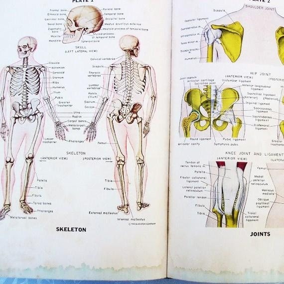 1940s Illustrated Medical Dictionary Medical Terminology