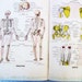 1940s, Illustrated Medical Dictionary, Medical Terminology Book, Human Body, Rustic / Crafts Projects /