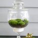 FREE SHIPPING, Moss Terrarium, Elegent Moss Terrarium, Glass Pedistool Apothercary Jar
