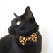 Halloween Cat Bow Tie - Spellbinder