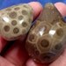 Face Polished Petoskey Stones Fossils from Michigan (suzybones)