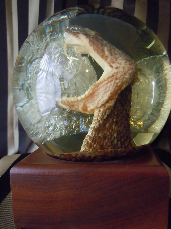 RESERVED for Rachel. Western Rattle Snake Head in Glass