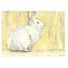 Little Snowshoe - artist trading card ACEO Original mixed media drawing