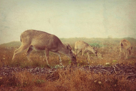 Vintage Photos Of Nature Nature photography, deer photo