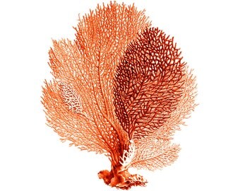Sea Fan Coral Red Orange Nautical Vintage Style Art Print Beach House Decor