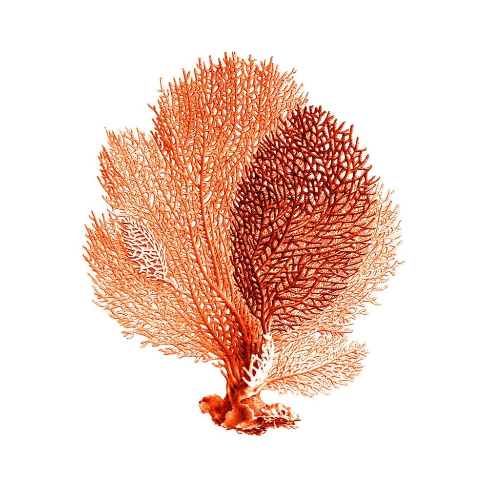 Sea Fan Coral Red Orange Nautical Vintage Style Art Print Beach House Decor Etsy Finds