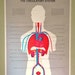 Vintage Anatomical Chart - Mid Century Illustrated Anatomy Poster