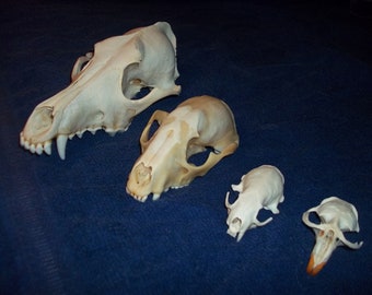 4 Real animal bone Skull parts taxidermy craft supply coyote raccoon mink muskrat