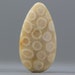 CLEARANCE - SALE - Petoskey Coral Fossil, Fossils - Agatized, Natural Sea Specimen - Medium, 34mm (C1121)