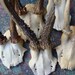 Collection of 5 Roe Deer Trophies