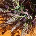 Many colors of Purple, Fall Wreath, Summer Wreath, Front Door Wreath, Rustic Wreath, Purple Wreath
