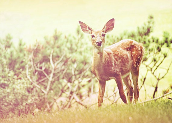 Items similar to Deer Photography Dreamy Doe Bambi Wall Art Secret
