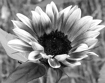 Sunflower Bumble Bee Black White Yellow Painted Photography