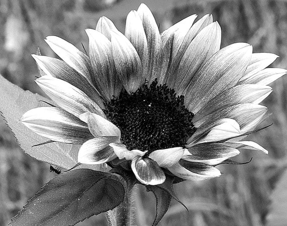 Sunflower Sunflowers and Ant Sunflower Art Black White