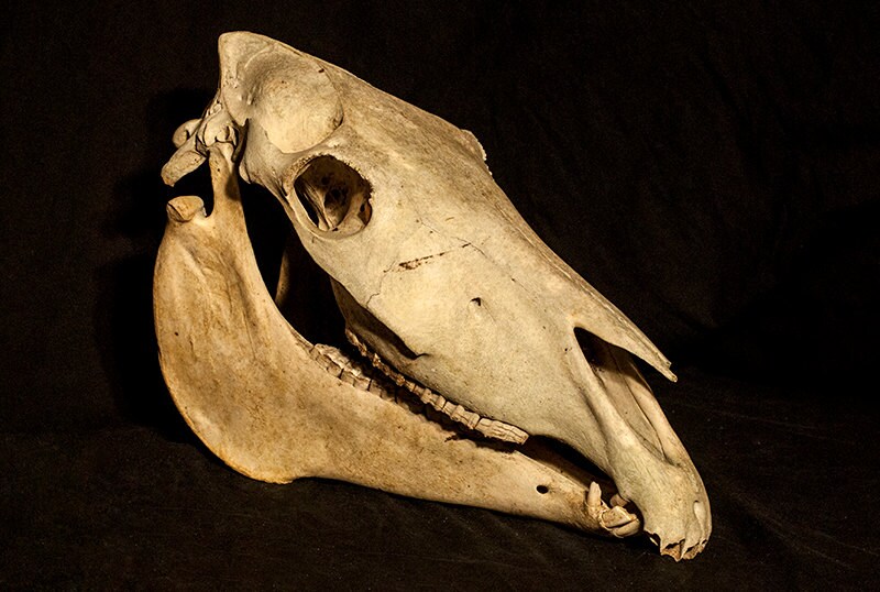 Horse Skull Jaw Bone and Equine Teeth Natural Animal Patina