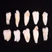 10 Real Human Teeth Taxidermy Bone Teeth Molar, Premolar, Incisor, and Fang Tooth Bones Lot 52