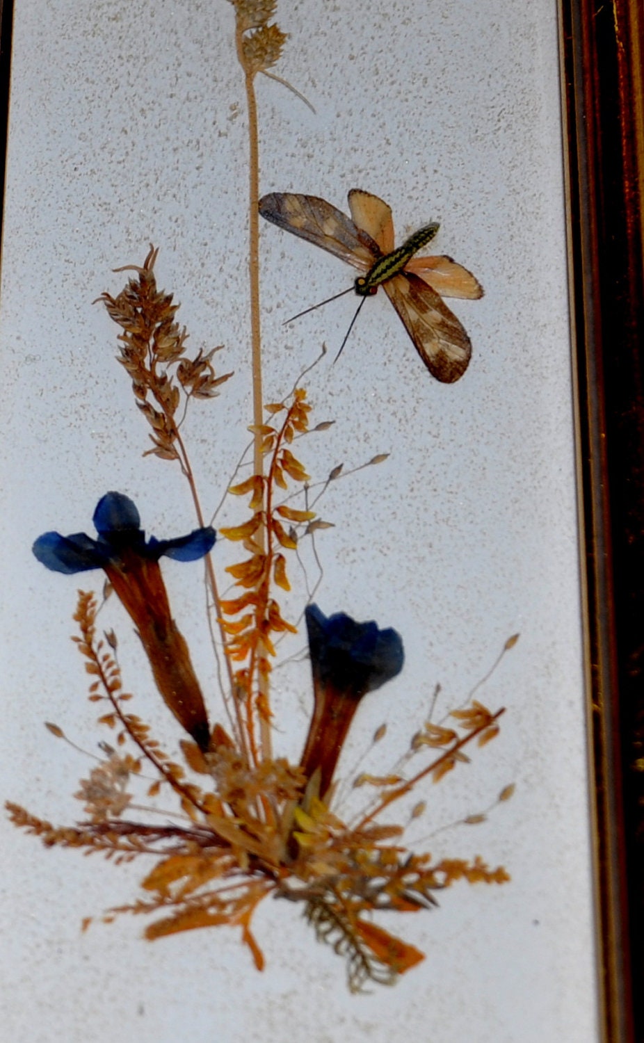 Sweet Vintage Framed Pressed Flowers Under Glass
