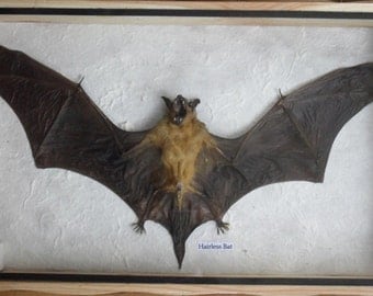 REAL HAIRLESS BAT Insect Taxidermy in wooden box