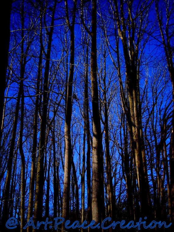 Winter Woods - blue violet sky - tree trunks - halloween - spooky - original nature photography - wall art - 5x7