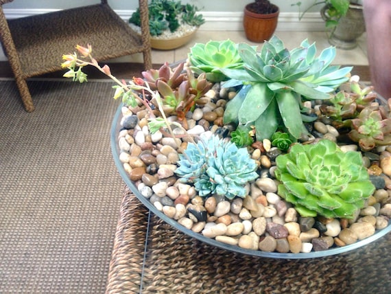Items similar to Another World Colorful Succulent Centerpiece on Etsy