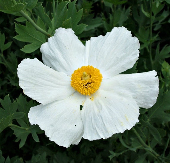 matilija poppy fried egg poppy 25 seeds romneya coulteri desert bloomer zones 7 to 11 full matilija poppy fried egg poppy 25 seeds romneya coulteri desert bloomer zones 7 to 11 full