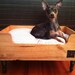 Wine Crate Pet Bed for a Lucky Cat Or Dog - Upcycled, Recycled - Artisan Made