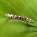 You Send Me : Seven Diamond 14K Yellow Gold Wedding Band with Pave or Channel Set Stones - size 8 unisex ring