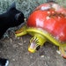Wonderful Tonala Mexico big red paper mache turtle, vintage, signed folk art, bird and flower motif