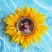 Belle hair bow Princess flower headband bottle cap hair clip