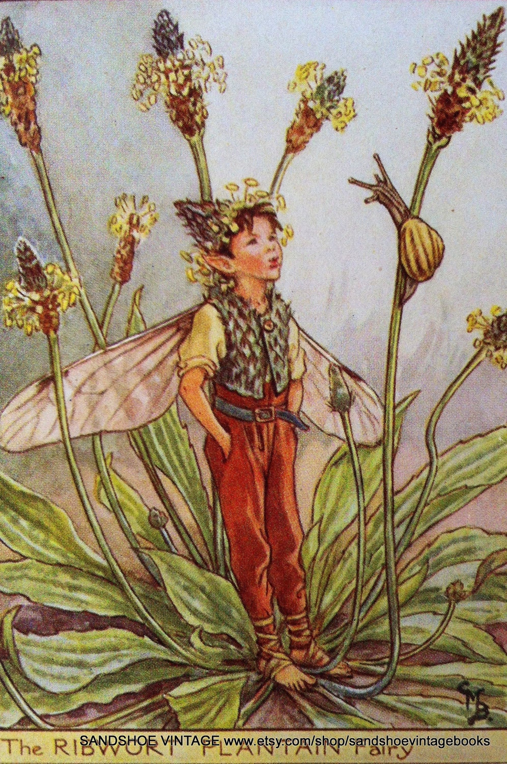 1930s RIBWORT PLANTAIN FAIRY Cicely Mary Barker Print Ideal