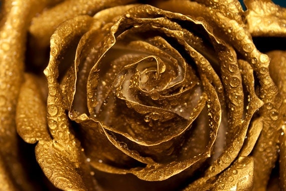 Golden Rose photo Digital download Fine Art Photography rose