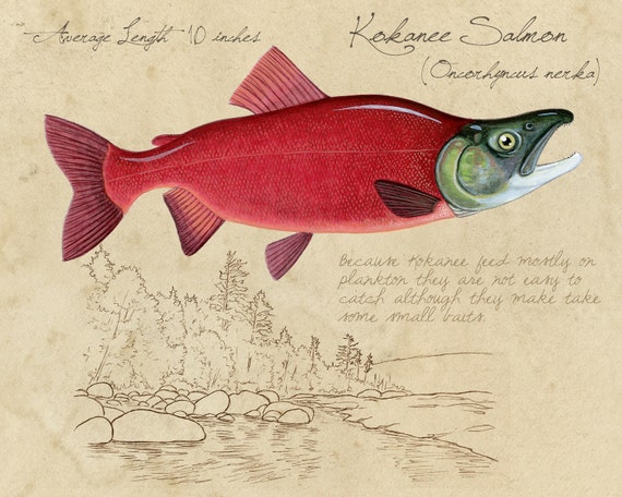 Kokanee Salmon - 8"x10" limited edition print by Matt Patterson, fly fishing art, lakehouse decor