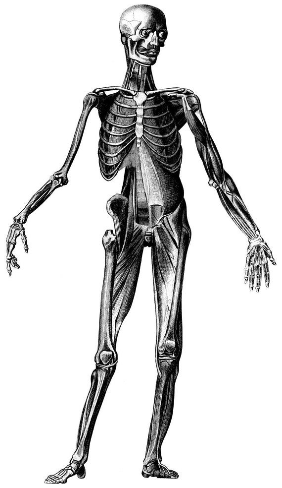 Skeleton Human Anatomy Old medical atlas illustration