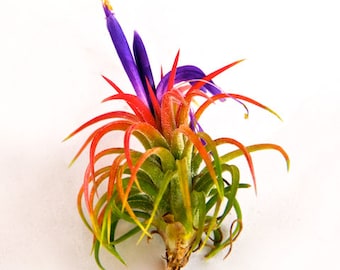 5 Pack of Ionantha Mexican Air Plants - 30 Day Air Plant Guarantee - Fast Shipping - Air Plants for Sale - FAST SHIPPING