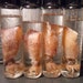 Wet Specimen Little Pink Baby Squid in a Jar ONLY A IS LEFT