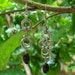 Chainmail Orbital Slave Jet Earrings
