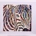 Zebra painting from "Patterns of nature" collection 2012 (watercolor)
