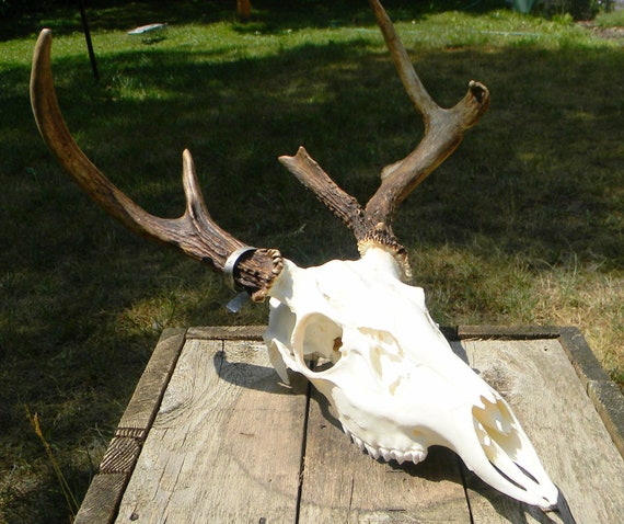 whitetail deer buck skull by skullsbydean on Etsy