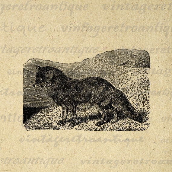 Coyote Antique Vintage Printable