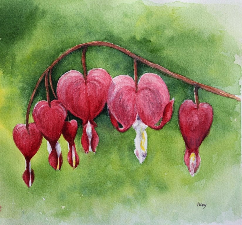 Valentine Flowers Bleeding Heart Fine Art Watercolour