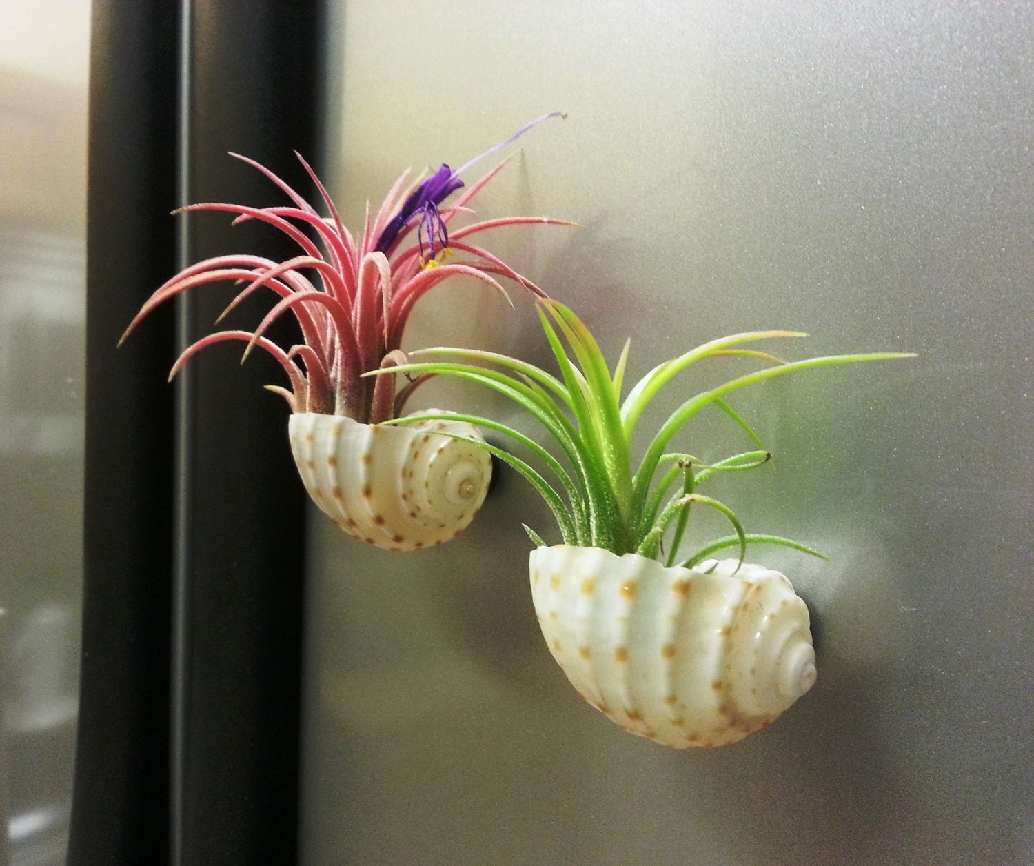 Colorful Mexican Air Plants In Sea Shell Terrariums with