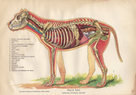 1905 Antique Dog Internal Organ Anatomy by VeejayIllustrated