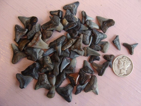 50 Assorted PreHistoric SHARK TEETH from by OurSunshineCottage