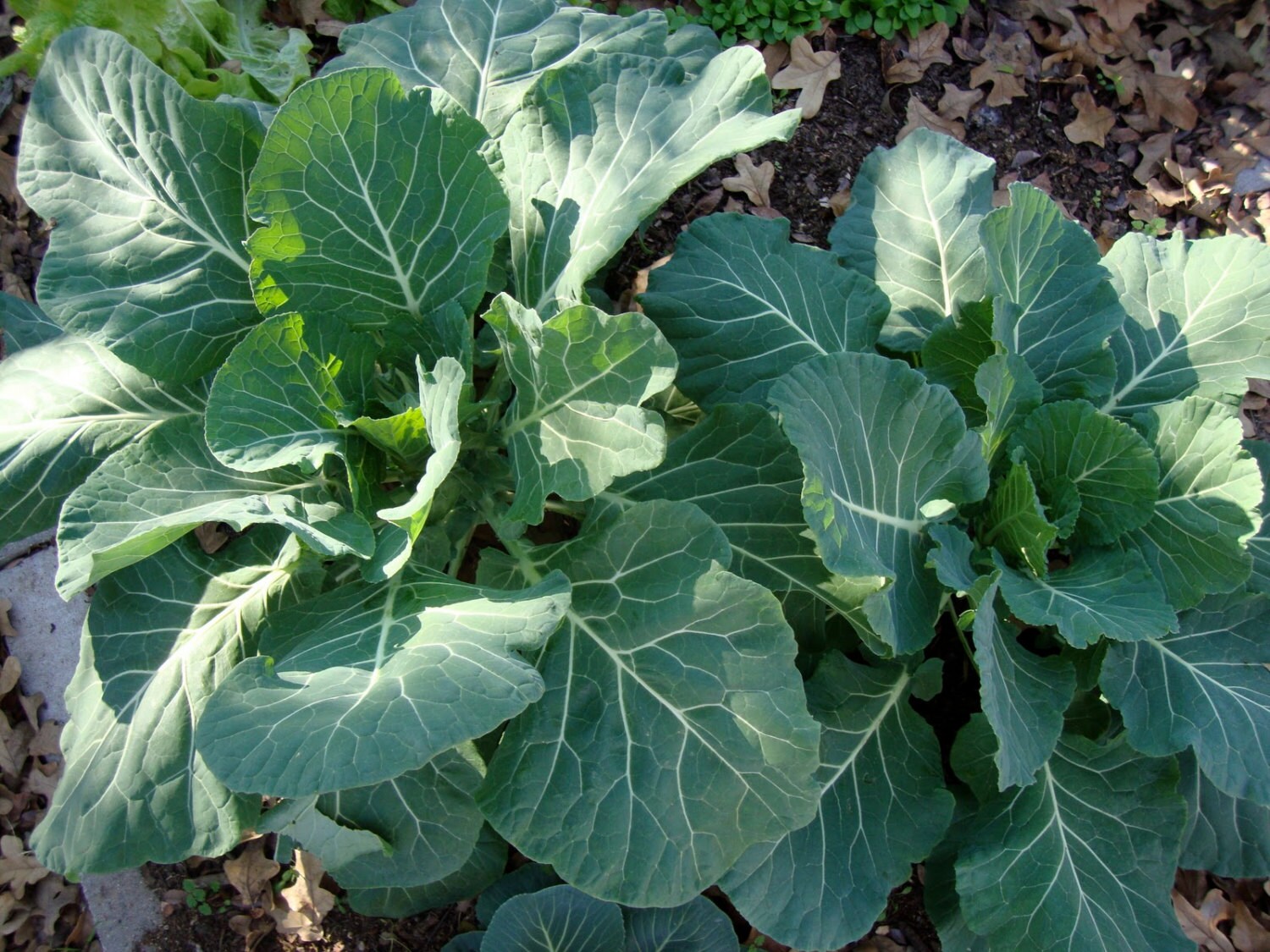 COLLARD Greens Vates HEIRLOOM ORGANIC Seeds by CaribbeanGarden