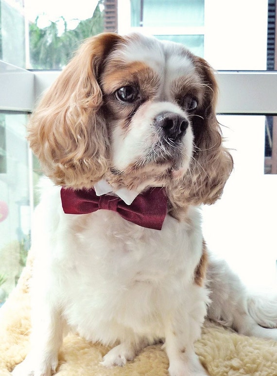 Items similar to Maroon Dog Bow Tie Collar on Etsy