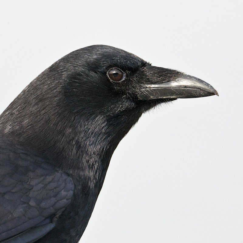 face of a crow, by wild grace