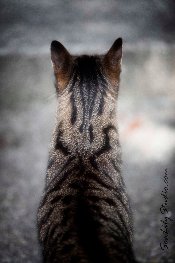 Henry's Head : cat photo meow animal pet photography tabby