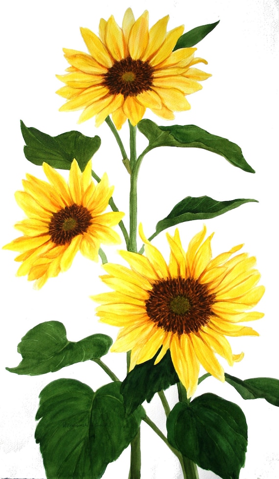Yellow Sunflower Group Original Watercolor Painting by