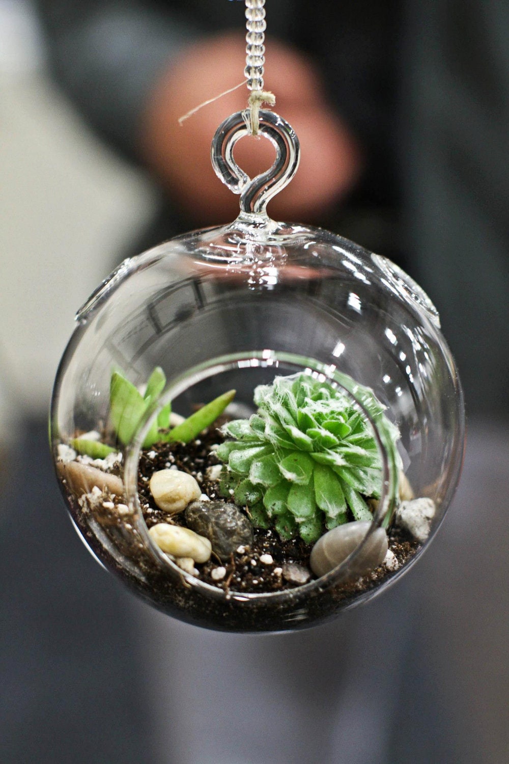 Hanging Succulent Terrarium 2 Succulents